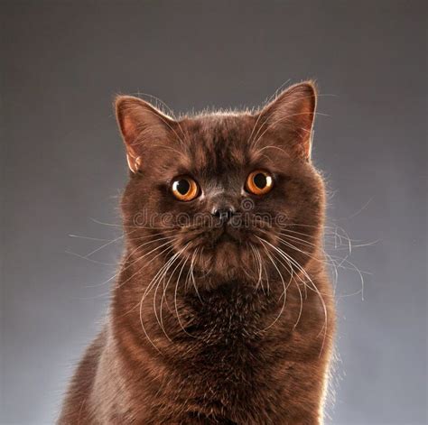 Brown British Shorthair Cat Stock Photo Image Of Feline Brown 41775354