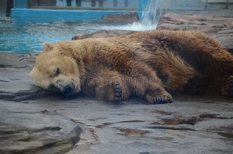 Sleeping Polar Bear Stock Photo Image Of Mighty Polar 131467050