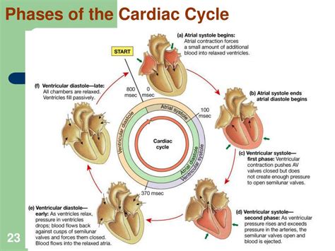 PPT Heart Pump And Cardiac Cycle PowerPoint Presentation Free