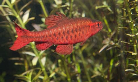 13 Best Freshwater Fish For Beginners