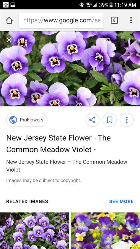 Pin By Greg Harker On New Jersey Proflowers New Jersey Flowers