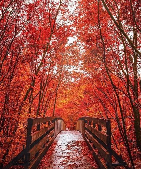 Otoño En Quebec Canadá Autumn Forest Photography Autumn Landscape