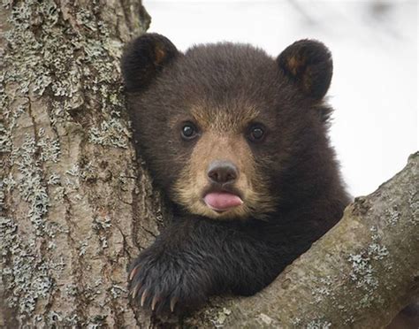 Extra Cute Baby Bear ☮ Born To Be Free Pinterest I