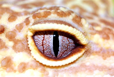 Leopard Gecko Eye Reptiles Free Photo On Pixabay