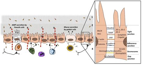 A Schematic Drawing Of The Intestinal Barrier And Passage Routes Across