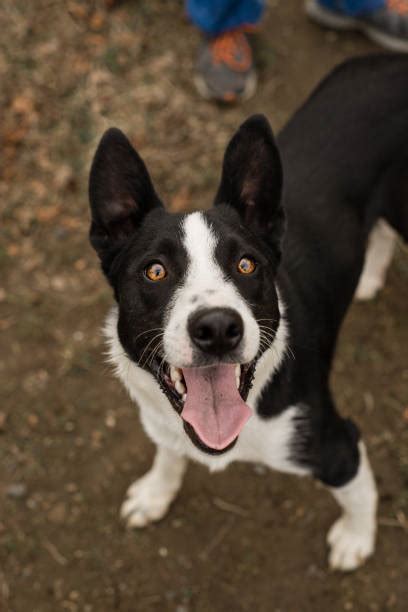 Short Haired Border Collie Stock Photos, Pictures & Royalty-Free Images - iStock