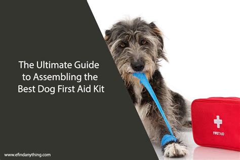 The Ultimate Guide To Assembling The Best Dog First Aid Kit