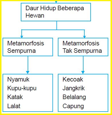 Metamorfosis tidak sempurna dimulai dari telur yang dihasilkan oleh belalang betina yang disimpan pada dedaunan, tanaman, tanah, ataupun di tempat lain. Metamorfosis Sempurna dan Tidak Sempurna Pada Daur Hidup ...