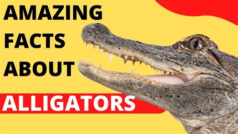 Top 10 Amazing Facts About Alligators Youtube