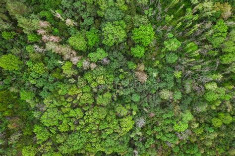 Aerial Top View Forest Texture Of Forest View From Above Drone View