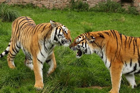 Amur Tiger 8 These Were Taken At Dartmoor Zoological Park Flickr