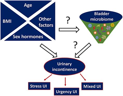 Frontiers The Current Evidence On The Association Between The Urinary