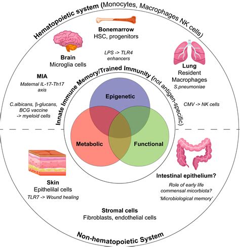 The Microbiome And Immune Memory Formation Mccoy 2019 Immunology
