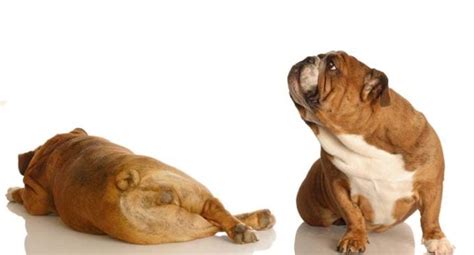 Dog Scared Of Farts Why And What To Do Top Dog Tips