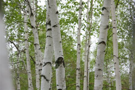 Birch Tree Forest Royalty Free Stock Photo