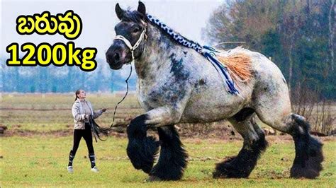 Biggest Horse Breeds In The World The World Adventures Telugu Youtube