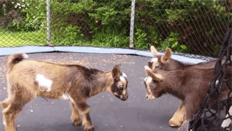 These Baby Goats Jumping On A Trampoline Will Make Your Day