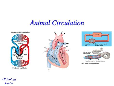 Blood Circulation In Animals Mitral Valve Degeneration Canine Heart