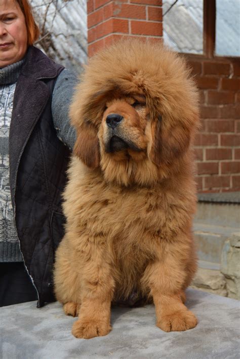 Red Tibetan Mastiff Baby Looking A Forever Home Giant Dog Breeds