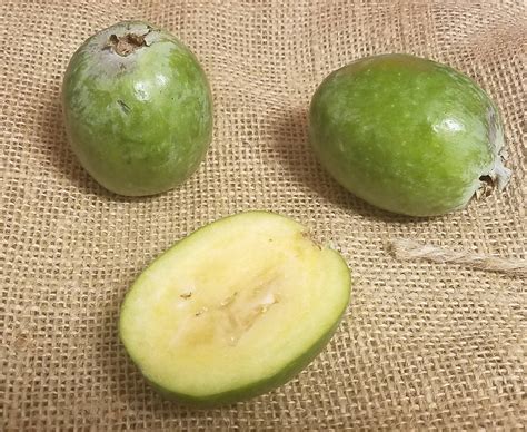 Often we do not know the differences between a fruit or a vegetable, which are very easy to observe and differentiate. species identification - What kind of fruit is this? It is ...