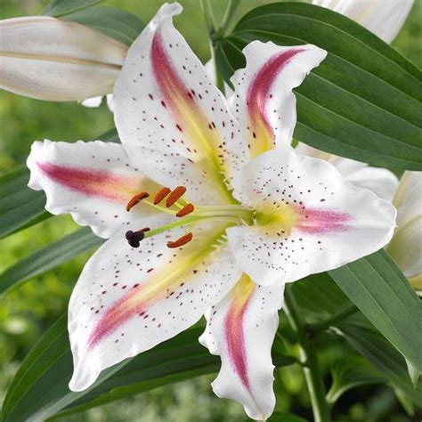 Solution Oriental Lily Bulbs Perennial Now Shipping Oriental