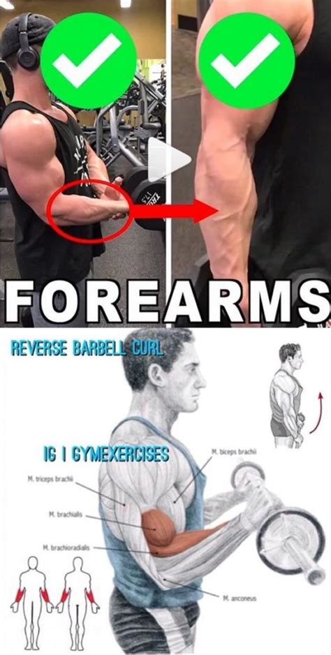 Tutorial Forearm Workout Guide
