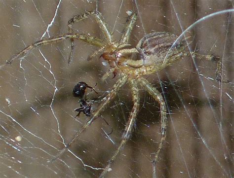 Pennsylvania Grass Spider Arachnids Of Ohio · Inaturalist