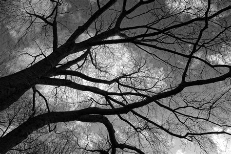Dark Winter Tree Mooie Postermuurkunst Photowall