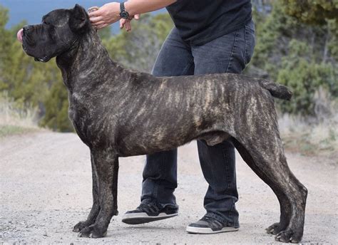The biggest factors to affect their cost are lineage and color. Cane Corso price range. How much does a Cane Corso puppy cost?