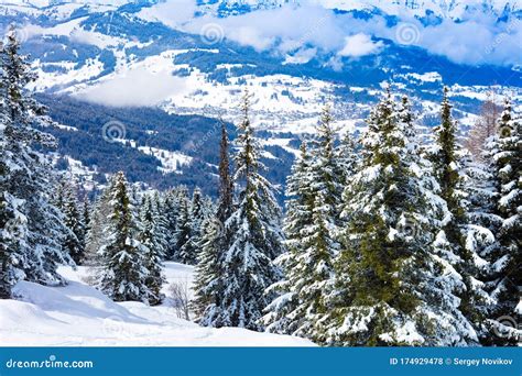 Valley Behind Snow Covered Fir Forest French Alps Stock Photo Image