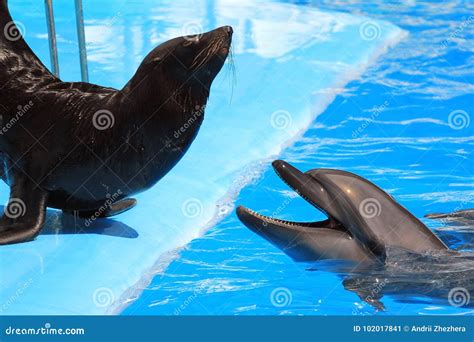 Dolphin And Fur Seal In A Pool Stock Image Image Of Marine Happy