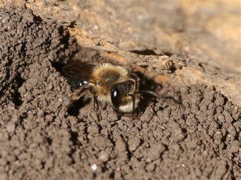 Remember The Ground Nesting Bees When You Make Your Patch Of Land Pollinator Friendly Xerces