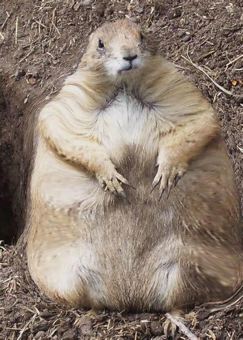 Morbidly Obese Prarie Dog By Johnnyparadise On Deviantart
