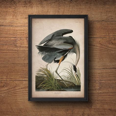 Audubon Bird Print Heron Print Antique Bird Print Audubon Poster
