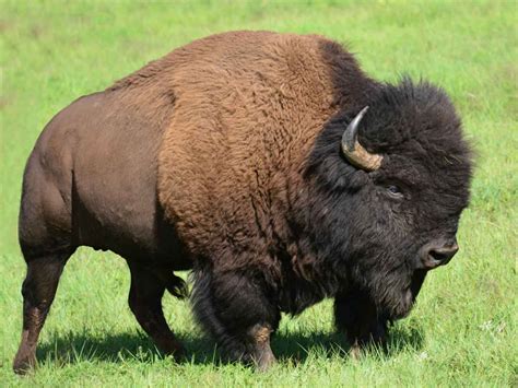 Bison Made Ine Geneva In 2020 American Bison Buffalo Animal Buffalo