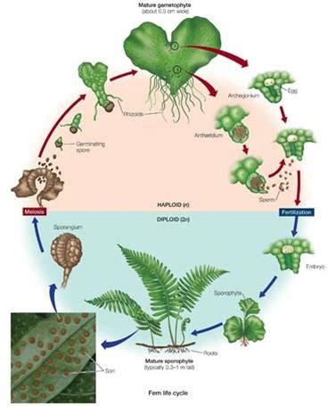 In the fern life cycle, however, fertilization doesn't happen until after the spore, or living. div1