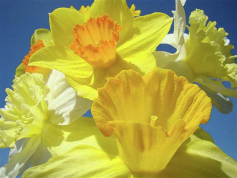 Floral Spring Garden Art Prints Yellow Daffodils Flowers