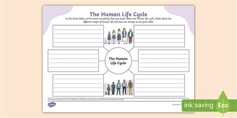 The Human Life Cycle Mind Map Teacher Made Twinkl