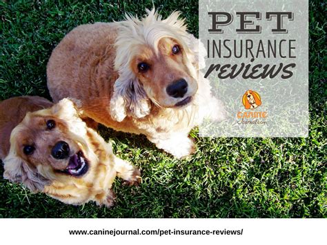 Read 46 customer reviews of the top dog travel insurance & compare with other travel insurance at review centre. Pet Insurance Reviews 2020: Cost & Coverage Comparisons | Pet insurance reviews, Best pet ...