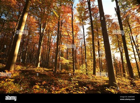 Autumn Beech Forest At Dawn Stock Photo Alamy