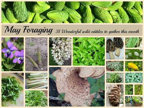 31 Wonderful Wild Edible Foods to Forage in May - A Magical Life