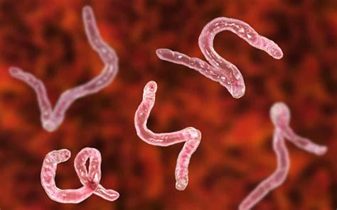 This Is All You Need To Know About The Signs And Symptoms Of Tapeworm