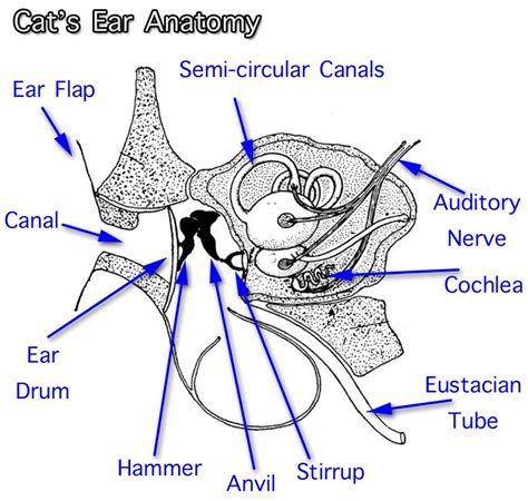 Cat Anatomy Facts For Kids Advocating Animal Welfare Anatomia