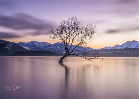 The Wanaka Tree Lake Wanaka New Zealand By Rach Stewart