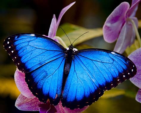 Gorgeous Blue Butterfly Blue Butterfly Tattoo Blue Morpho Butterfly
