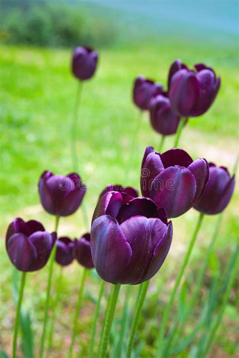 We did not find results for: Black Tulip Flowers Grow On Spring Meadow Stock Image ...
