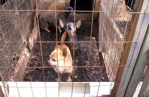 There Are Many Reasons Why Colorado Should Ban Puppy Mills