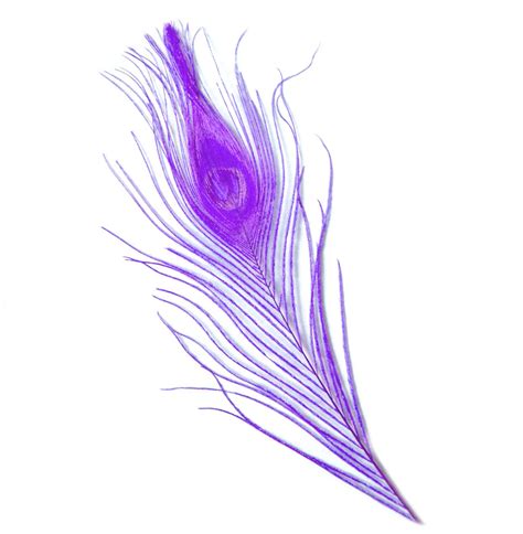 Lilac Peacock Feathers