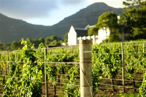 Cape Point Vineyards Wine Food And Stunning Views In Cape Town South