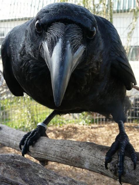 Raven Close Up Beautiful Birds Crow Crows Ravens